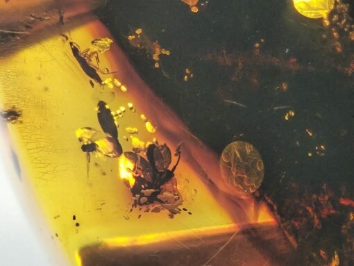 Big amber insect incusion in real gemstone Amber stone