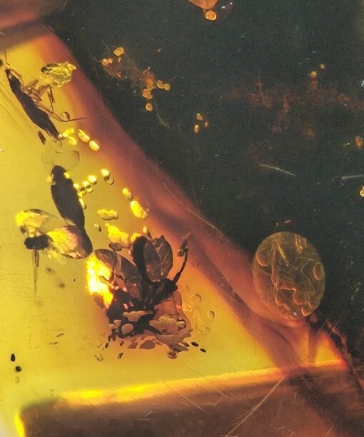 Big amber insect incusion in real gemstone Amber stone
