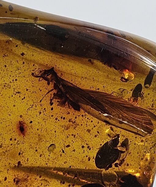 Gintaras su inkliūzu